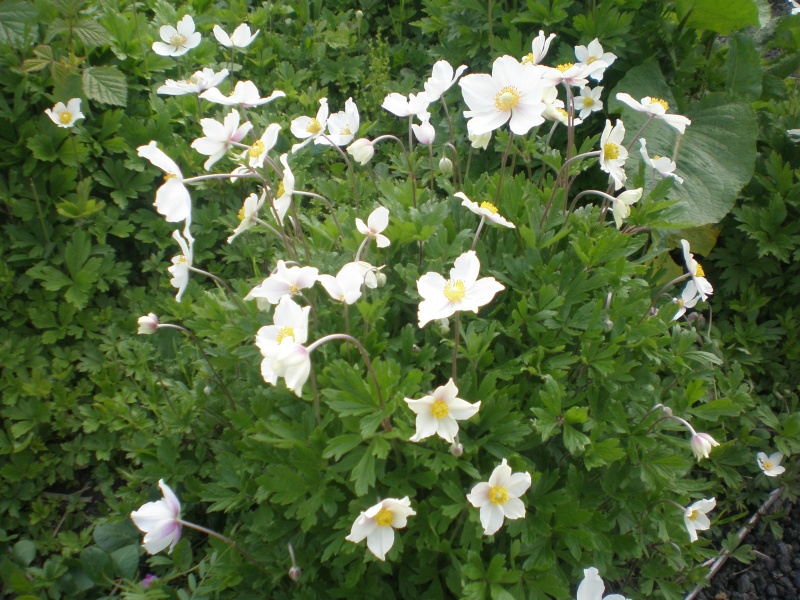 Anémone blanche? :  Anemone sylvestris P5080017