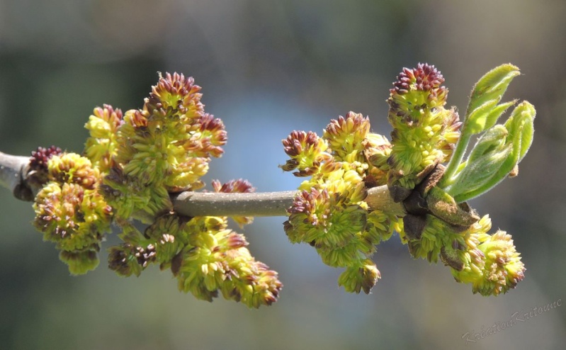 Bourgeons en éclosion 01_pri10