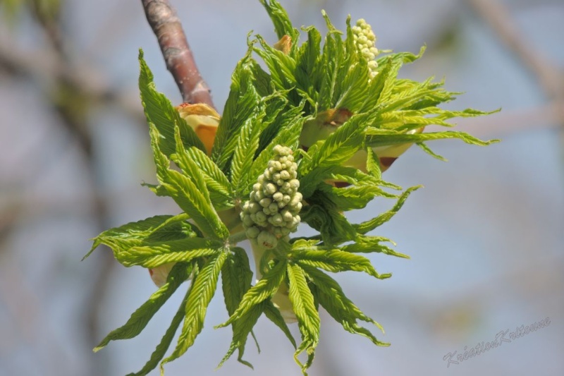 Bourgeons en éclosion 15_pri10