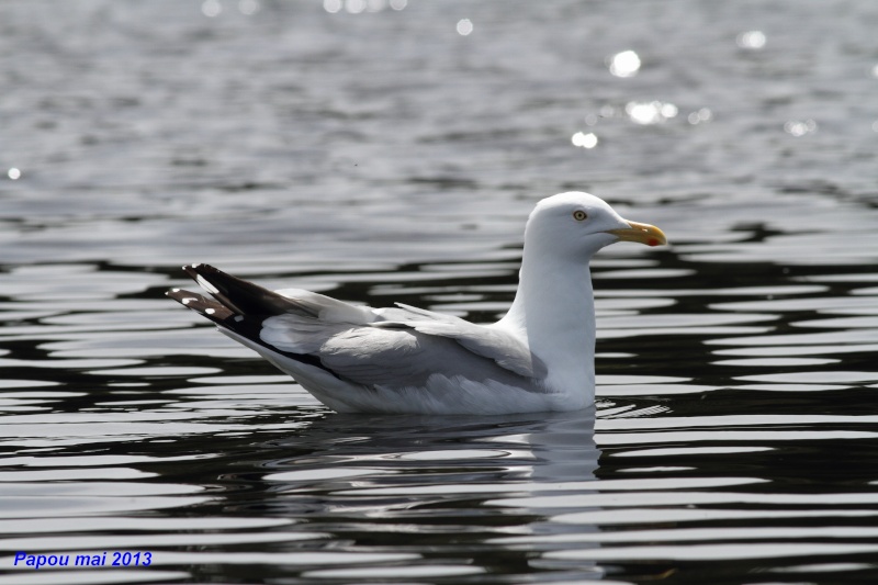 Quelques photos de mes vacances en oiseaux Papou_78