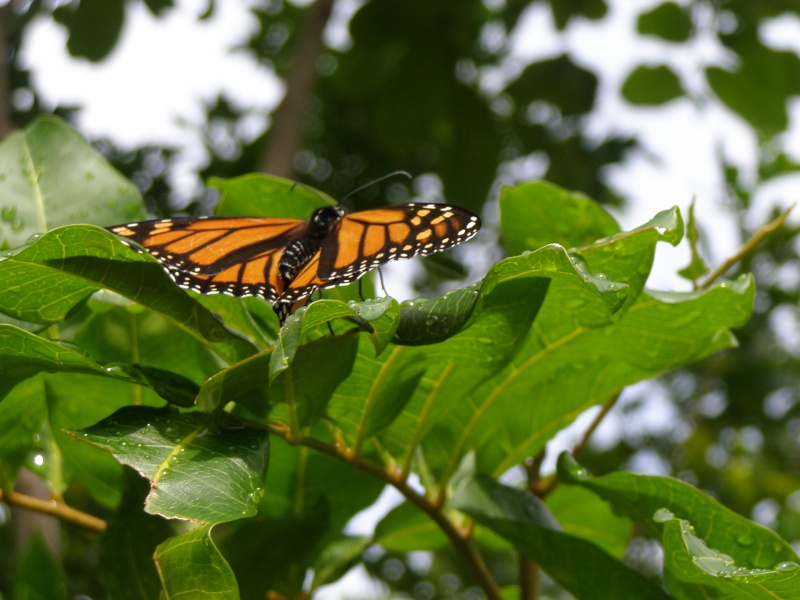 Danaus Plexippus  P1010210