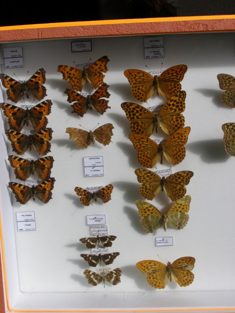  présentations de vos collections d'insectes - Page 2 P1010513