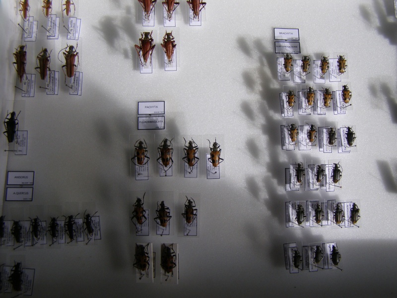  présentations de vos collections d'insectes - Page 2 P1010519