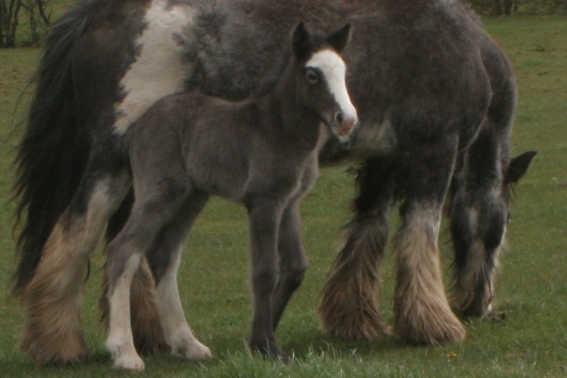 Dream, 2eme naissance a Cairnview Dream10