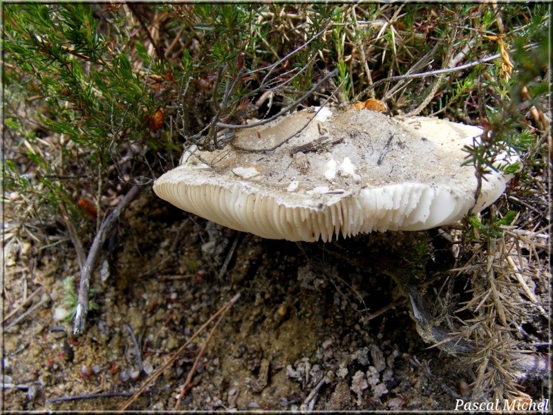 Amanita eliae ? Amanit14