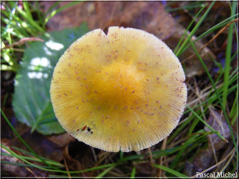 Pluteus leoninus (Plutée jaune lion) Chapea11