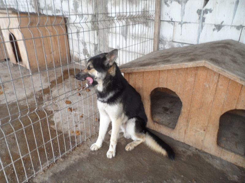 Wolf berger allemand x husky (m ) pas OK chats 1 an  (31) ADOPTE 13010