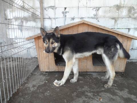 Wolf Berger Allemand X Husky M Pas Ok Chats 1 An 31 Adopte