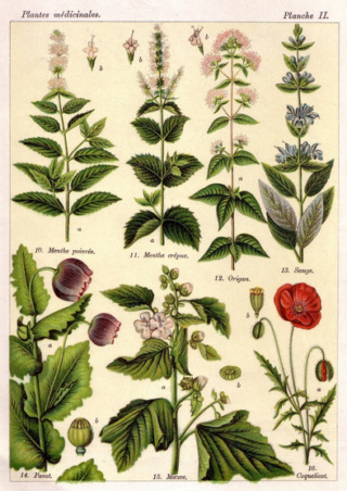 Plantes sauvages comestibles et médicinales Plante11