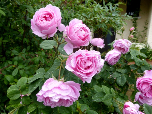 tous ces rosiers que l'on aime - floraisons 2012- 2020 09-06-17