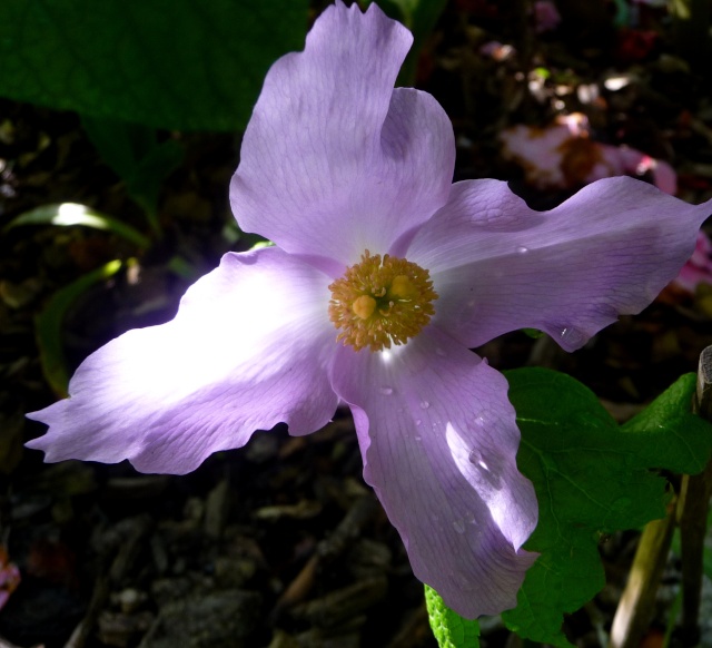 Glaucidium palmatum 18-05-17