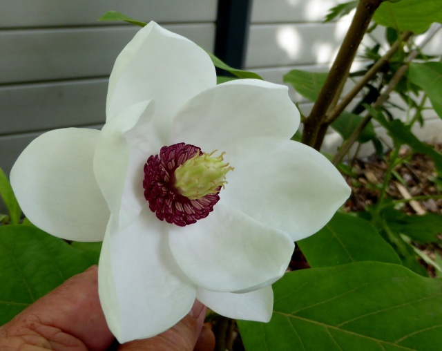 magnolias - Magnolias - Page 13 20-06-12