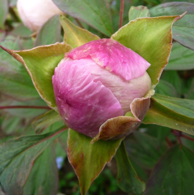 Paeonia - pivoines arbustives - Page 3 23-04-10