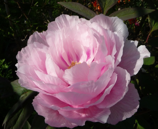 Paeonia - pivoines arbustives - Page 3 25-04-10