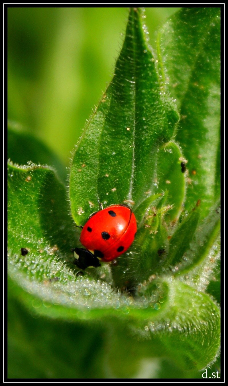 voyage dans les herbes Cocine11