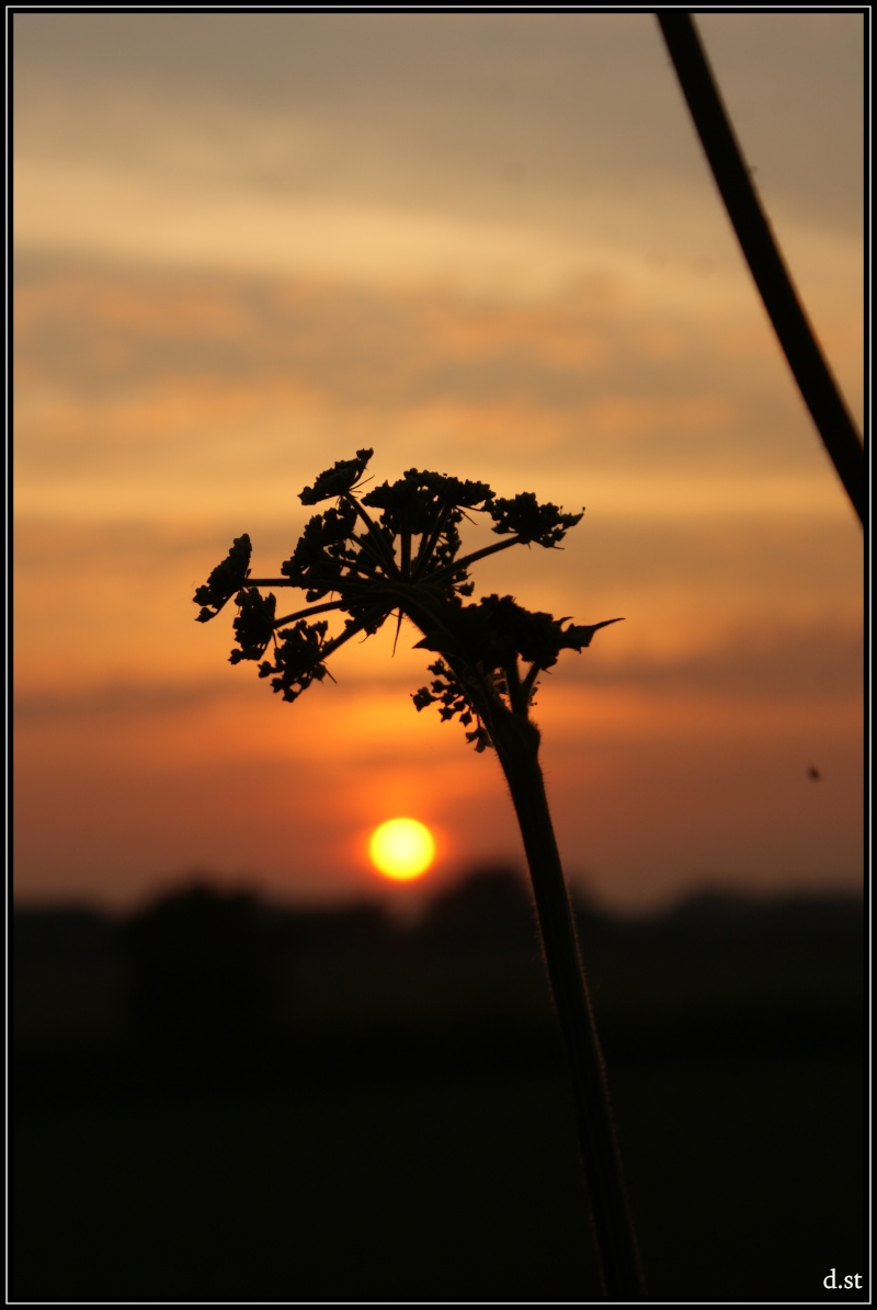 voyage dans les herbes Fleur_12