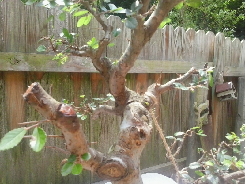 chinese elm with pictures Chines11