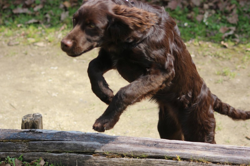 Mila, croisée setter de 4 mois et demi Mila10