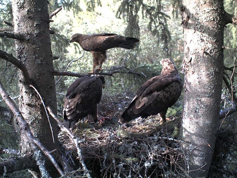 Estonian Lesser Spotted Eagles 2013 ~ Eha & Koit 2012-011