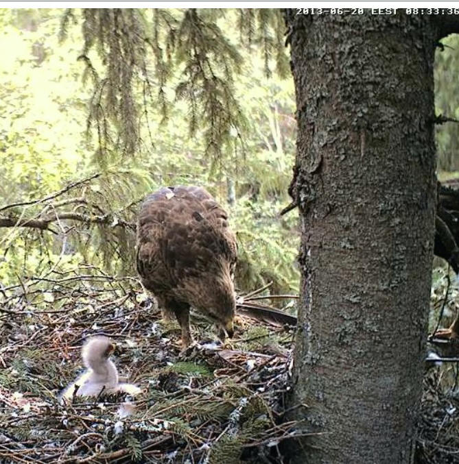 Estonian Lesser Spotted Eagles 2013 ~ Eha & Koit - Page 7 Caabbb12