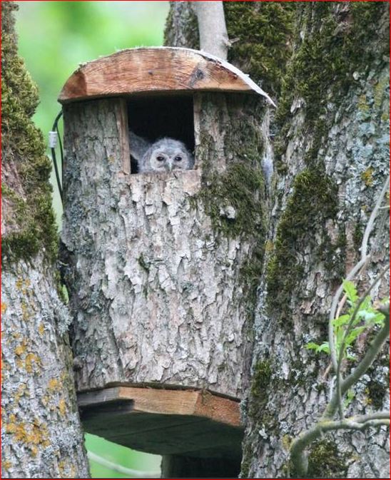 Owls in Estonia - Page 31 Owlet210