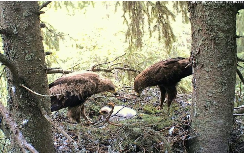 Estonian Lesser Spotted Eagles 2013 ~ Eha & Koit - Page 11 Sabbbc10