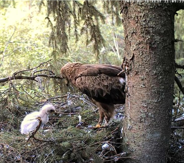 Estonian Lesser Spotted Eagles 2013 ~ Eha & Koit - Page 11 Tbbbcc12