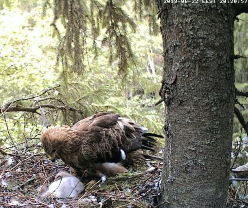 Estonian Lesser Spotted Eagles 2013 ~ Eha & Koit - Page 9 Xcccxb10