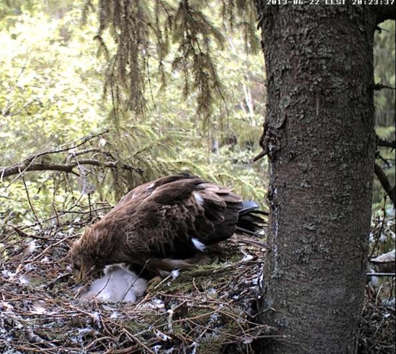Estonian Lesser Spotted Eagles 2013 ~ Eha & Koit - Page 9 Xcccxb11