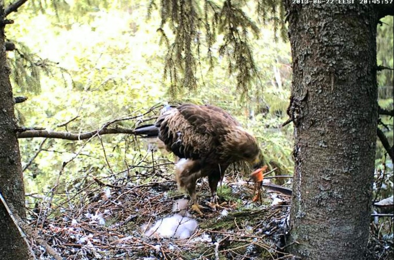 Estonian Lesser Spotted Eagles 2013 ~ Eha & Koit - Page 9 Xcccxb13