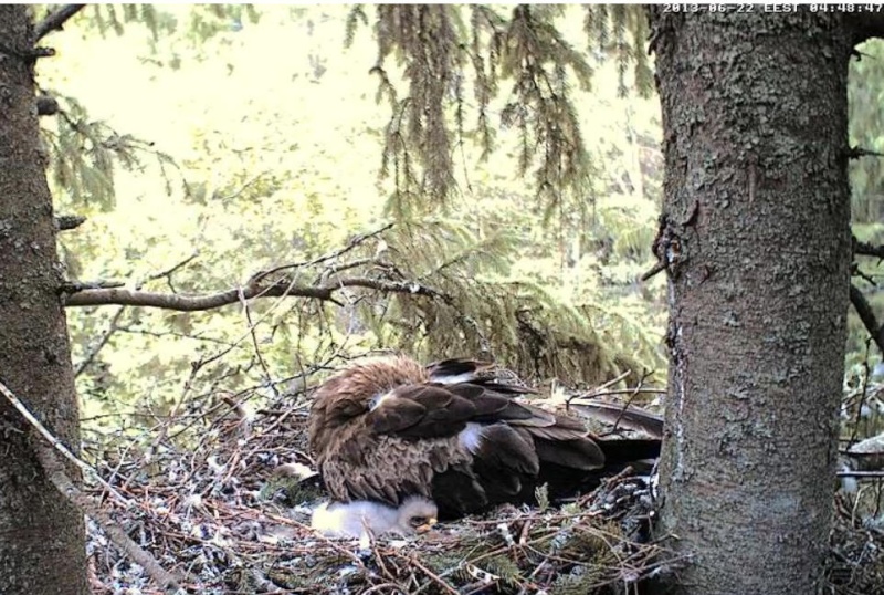 Estonian Lesser Spotted Eagles 2013 ~ Eha & Koit - Page 8 Ybbbcc10