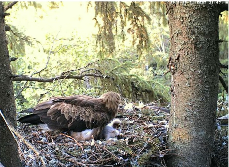 Estonian Lesser Spotted Eagles 2013 ~ Eha & Koit - Page 8 Yyabcc13