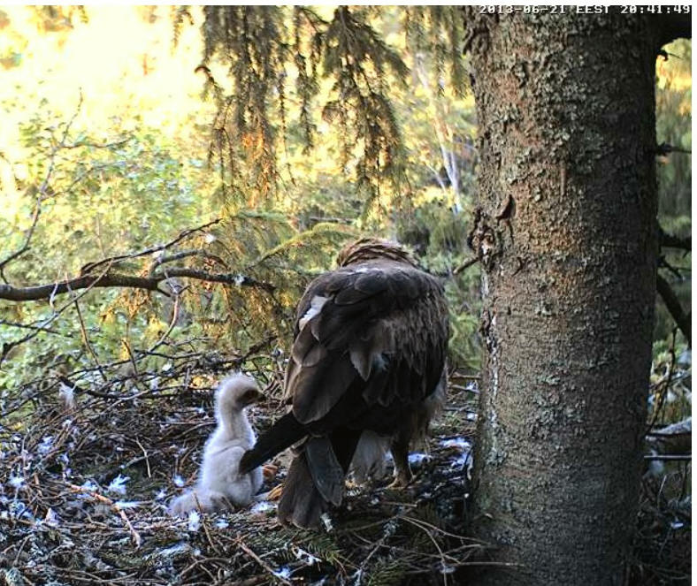 Estonian Lesser Spotted Eagles 2013 ~ Eha & Koit - Page 8 Yycyaa10