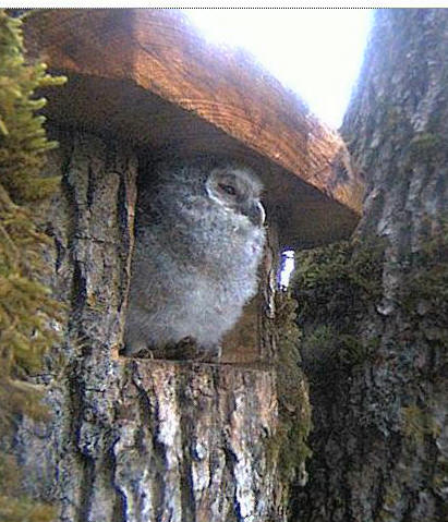 Owls in Estonia - Page 33 Zz13
