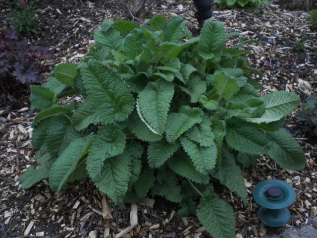 Comparaison Stachys Hummelo et Superba Imgp1511