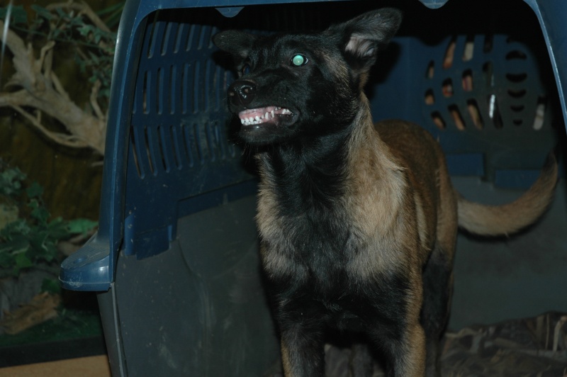 photos de vos chiens "méchants" - Page 7 Dsc_0111