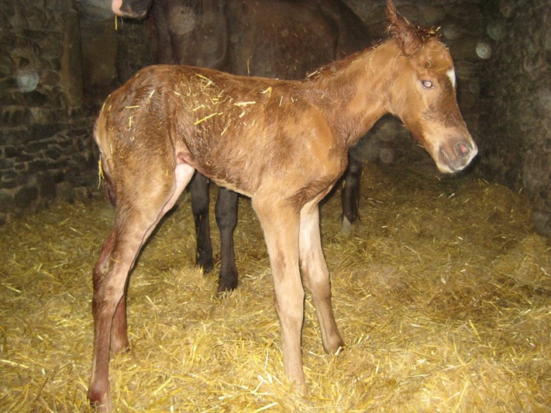 DSixBell de Gaste et son petit frère, arabe x quarter horse -> Elevage du Bois de gaste (2013) 54047910