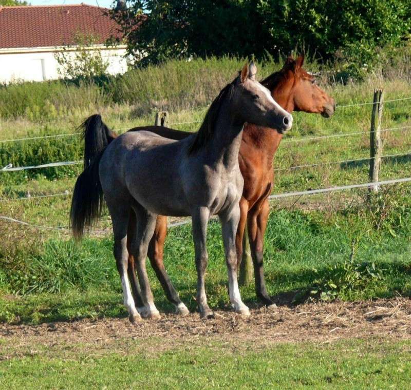 DSixBell de Gaste et son petit frère, arabe x quarter horse -> Elevage du Bois de gaste (2013) Babell10