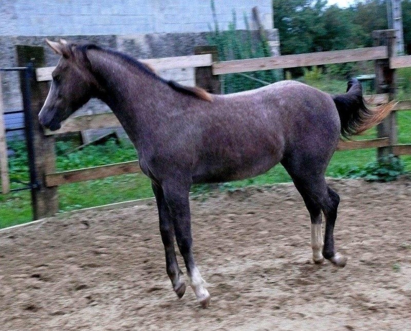 DSixBell de Gaste et son petit frère, arabe x quarter horse -> Elevage du Bois de gaste (2013) Babell11