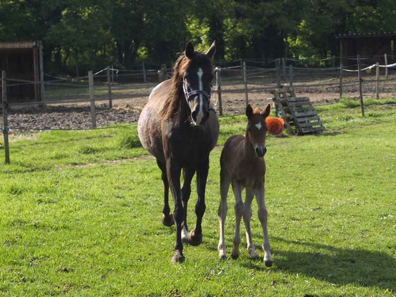 DSixBell de Gaste et son petit frère, arabe x quarter horse -> Elevage du Bois de gaste (2013) Dsixbe10