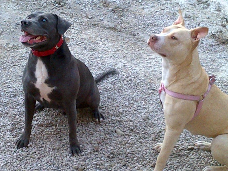 Blue & his new Friend Lexi Blue_a10