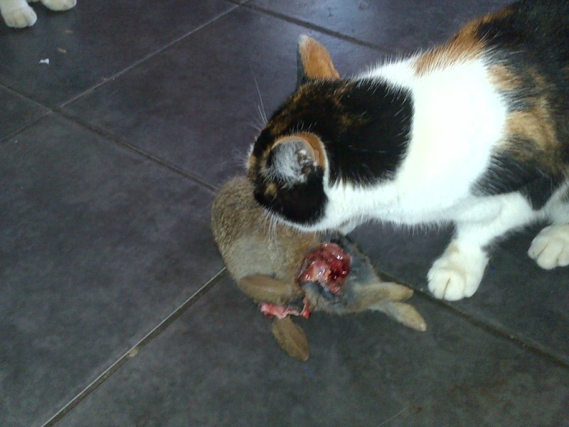 Cat has put itself on a RAW diet ****Warning Graphic***** Smudge10