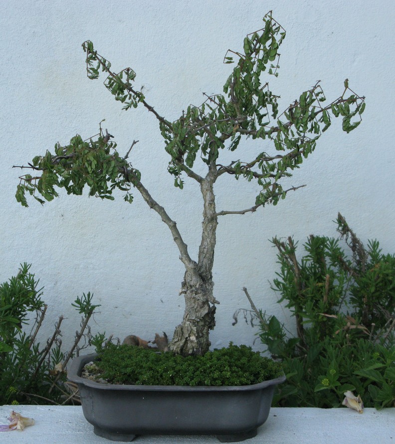 You still have your first bonsai?  - Page 2 Acacia10