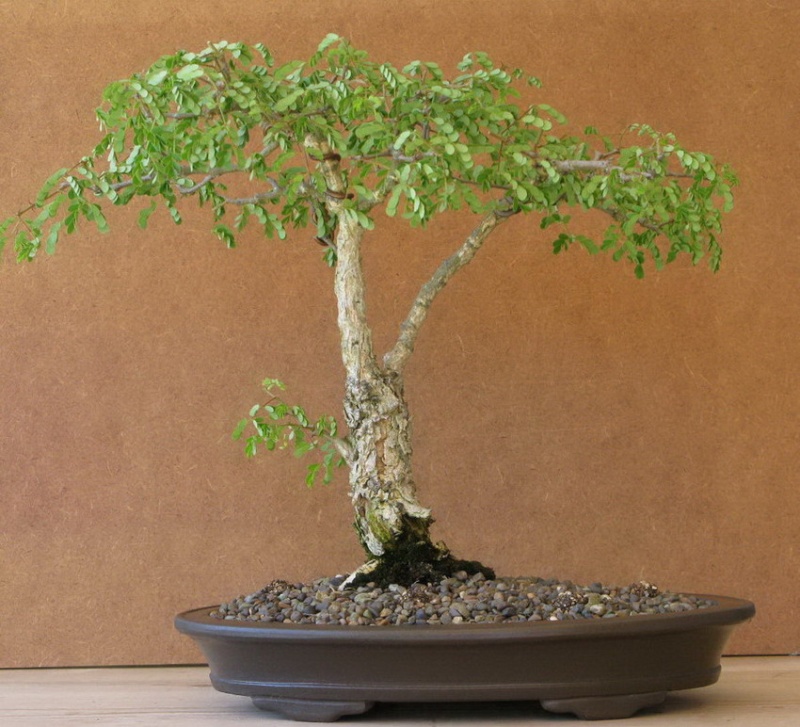 You still have your first bonsai?  - Page 2 Acacia11