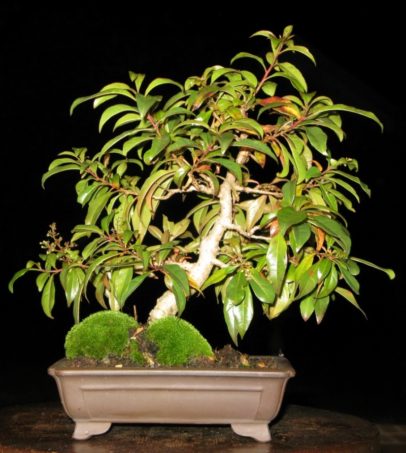 Lavender Tree (Heteropyxis natalensis) - Progression Hetti10