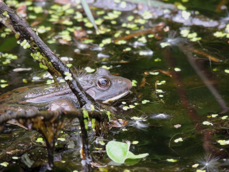 Projet "la grenouille verte" Grenou10