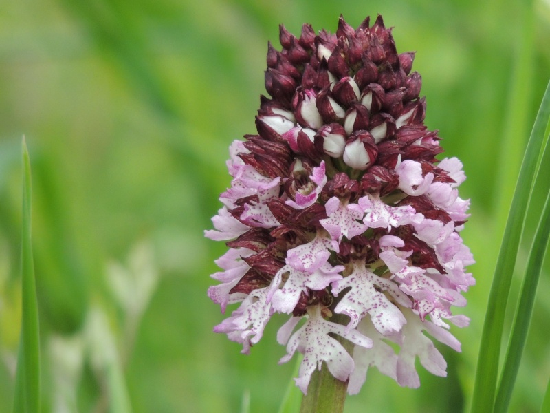 Orchidées sauvages de France de 2013 - Page 2 Orchis11