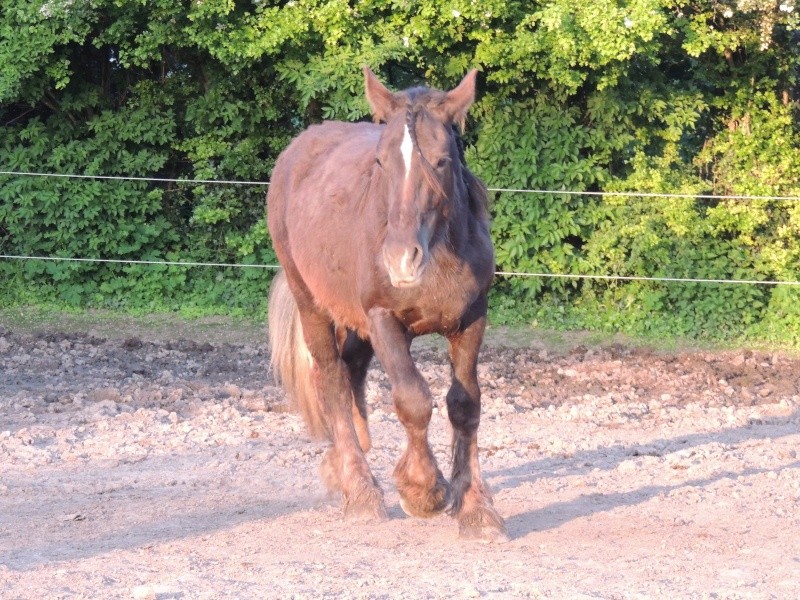 Dept 63, Bambou (ex Babar), Percheron/Comtois sauvé par Avallon !(Janvier 2012) - Page 17 Dscn9317