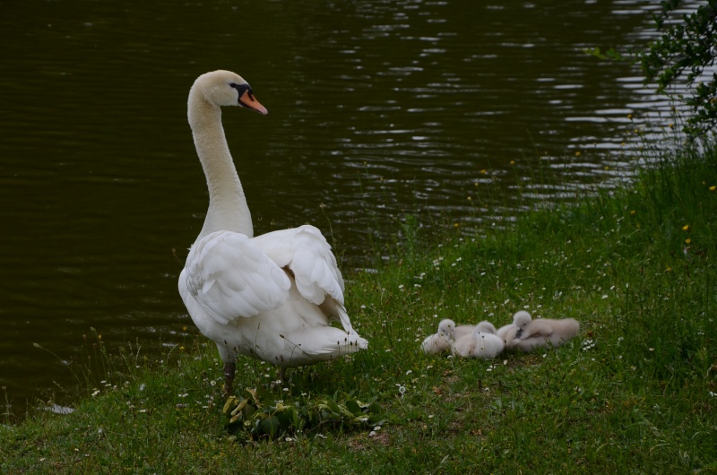 23 juin 2013 Dsc_0814