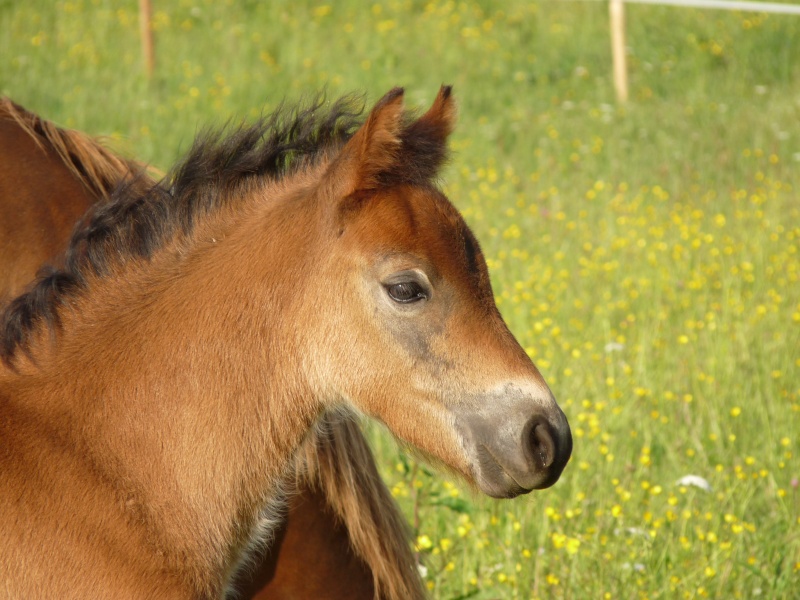 Superbe poulain welsh pony à vendre P1190410